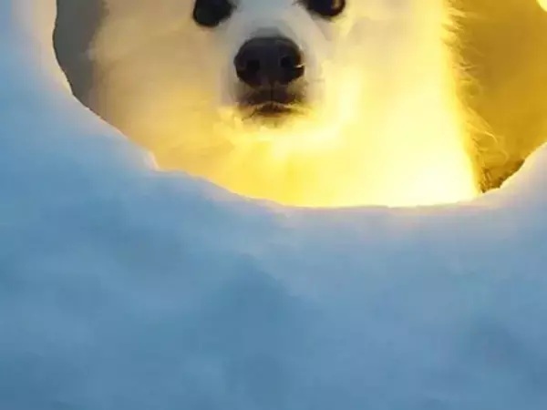 「完璧な冬の家だね」　愛犬がひょっこり顔をのぞかせたのは？