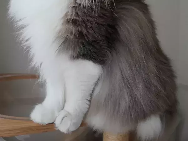 美人すぎるノルウェージャンフォレストキャットが話題　「額に入れて飾りたい」「高貴さを振りまいている」