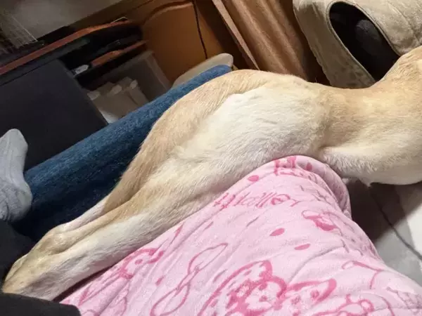 「今日のすべり台です」　飼い主が投稿した写真に「なんだコレは！」「初めて見た」