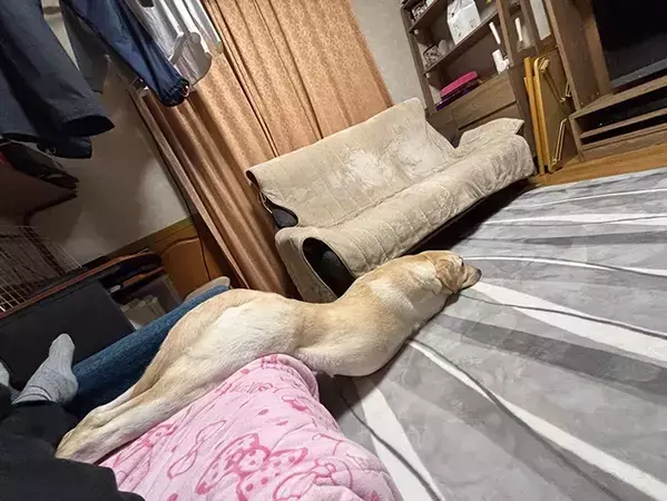 「今日のすべり台です」　飼い主が投稿した写真に「なんだコレは！」「初めて見た」