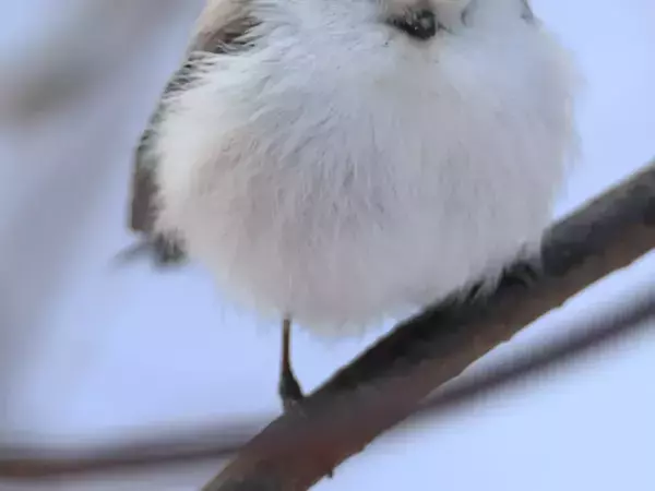 かわいすぎてため息…　シマエナガの『寝顔』に悶絶「癒される」「レアな姿が嬉しい」