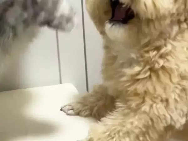 犬「ウソだろ…」　猫が素早い『肉球パンチ』をした結果？「顔、顔ー！」「笑っちゃった」