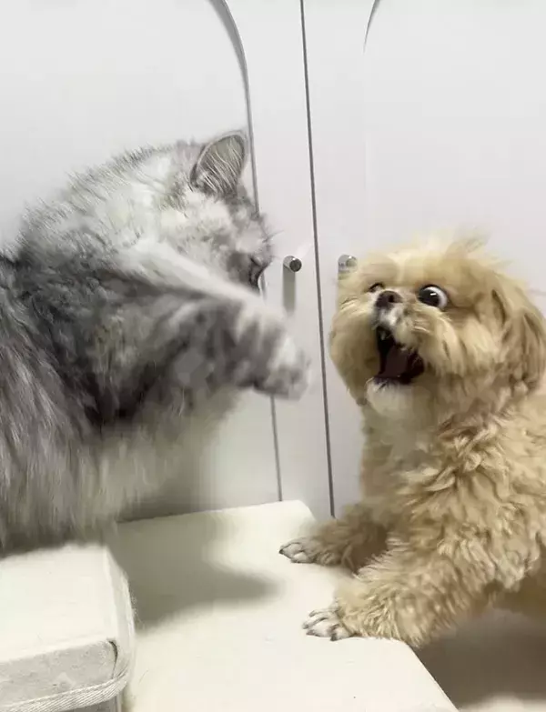 犬「ウソだろ…」　猫が素早い『肉球パンチ』をした結果？「顔、顔ー！」「笑っちゃった」