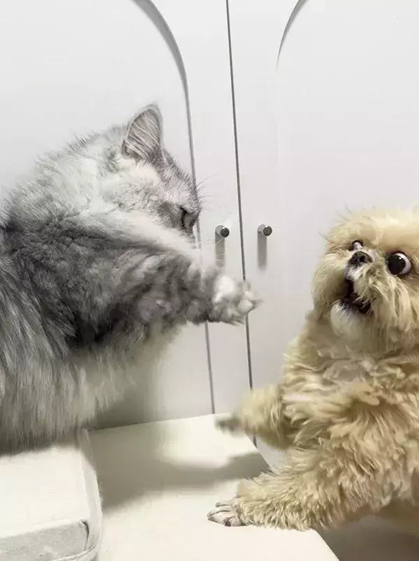 犬「ウソだろ…」　猫が素早い『肉球パンチ』をした結果？「顔、顔ー！」「笑っちゃった」