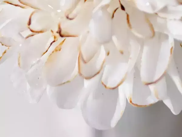 美しい『白い花』、よく見ると？　真相に「信じられない」「まさに世界に1つだけの花」