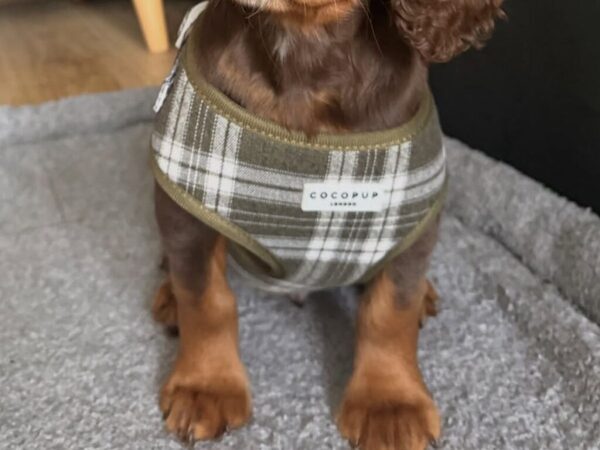 自分をハムスターだと思ってる？　飼い主と一緒に会社に行った子犬が…「爆笑した」「暴走してる」