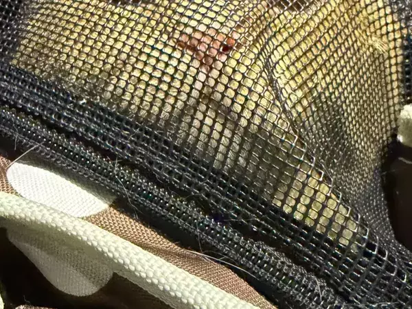 動物病院に行きたくなくて？　猫がキャリーバッグから見せた顔に「吹いた」「かなり訴えているなぁ」