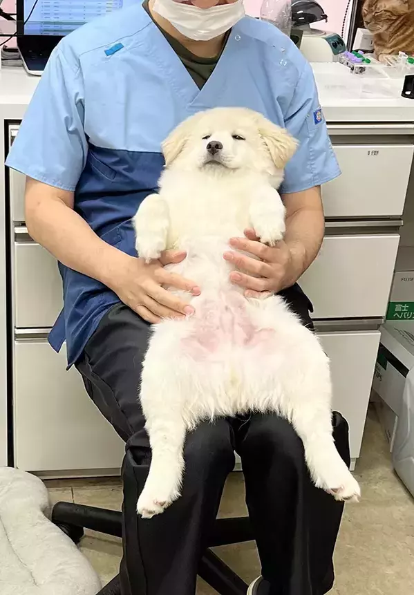 獣医に抱っこされる保護犬　リラックスしきった姿に「可愛すぎる」「ぬいぐるみみたい」