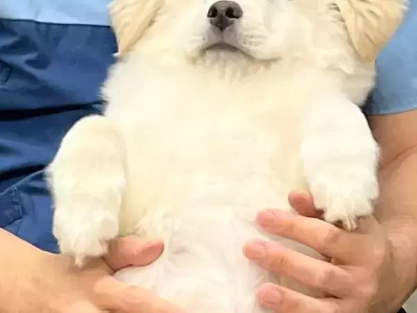 獣医に抱っこされる保護犬　リラックスしきった姿に「可愛すぎる」「ぬいぐるみみたい」