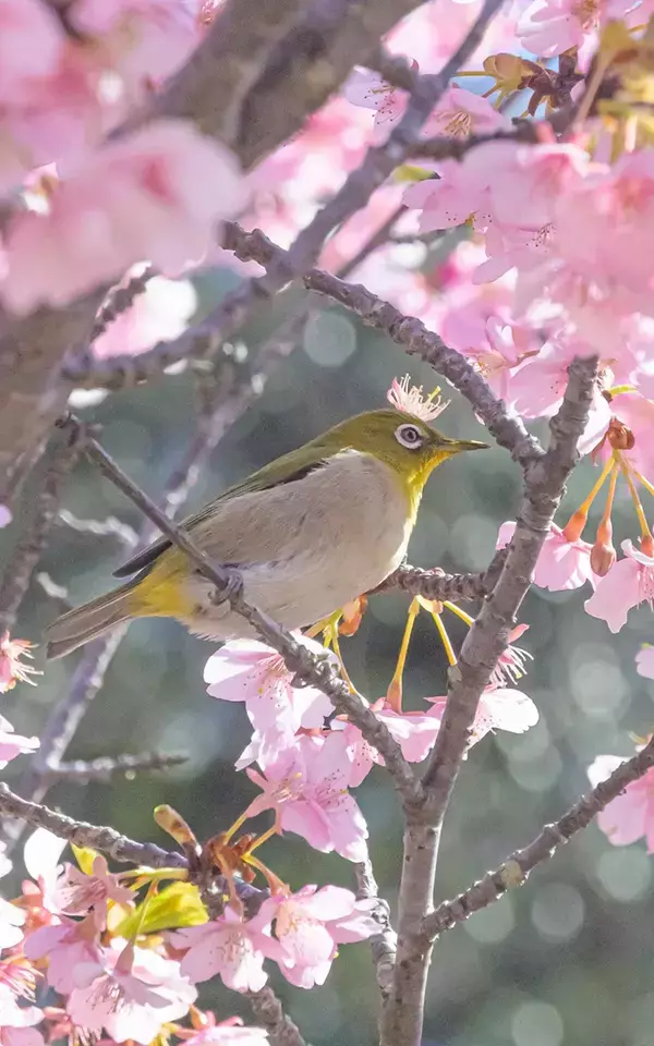 「メジロの王様に出会いました」　頭の上をよく見ると…「まぁ素敵」「いい春を呼んできそう」