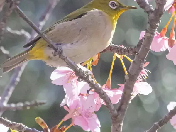 「メジロの王様に出会いました」　頭の上をよく見ると…「まぁ素敵」「いい春を呼んできそう」
