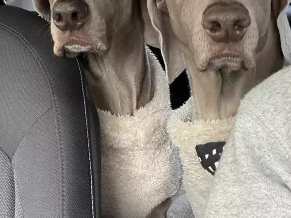 ペーパードライバーが運転　後部座席の2匹に「笑った」「正直すぎる」