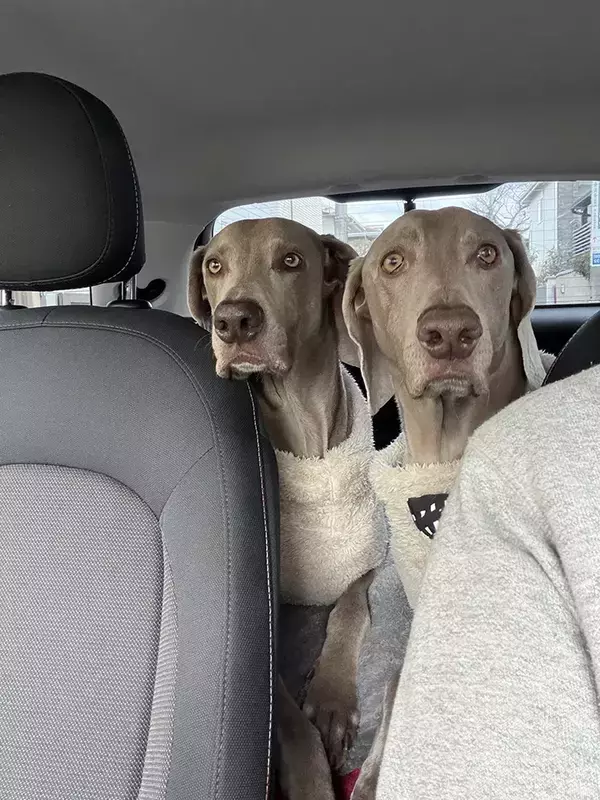 ペーパードライバーが運転　後部座席の2匹に「笑った」「正直すぎる」