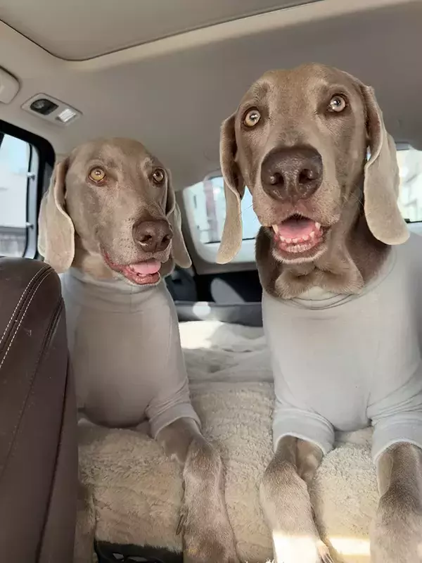 ペーパードライバーが運転　後部座席の2匹に「笑った」「正直すぎる」