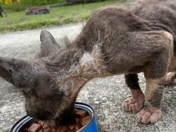 ボロボロの体で助けを求めた子猫　現在の姿に「同じ猫なんて信じられない！」