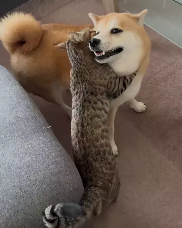 猫に抱きつかれた柴犬　見せた表情に「なんて自慢げな顔」「最高」