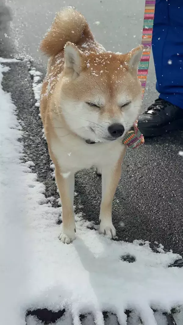 柴犬が散歩中に？　電池が切れた姿に「まさかの立ったままで笑った」「揚げパンみたい」