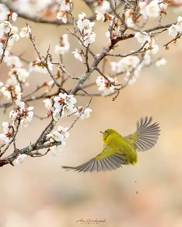 美しい『梅とメジロ』　写真家による奇跡の1枚に「感動」「春に向かっていく喜びを感じる」
