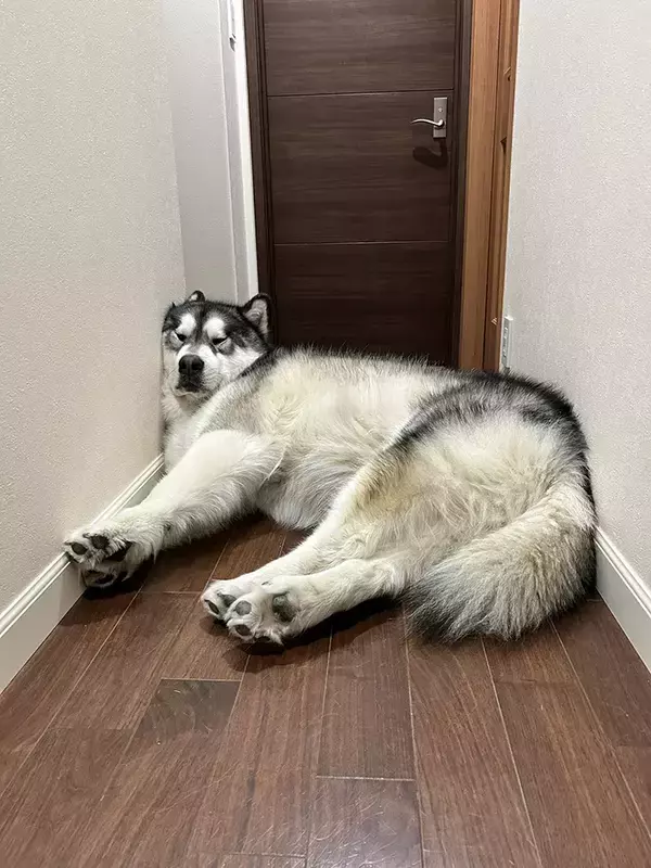 廊下でくつろぐ大型犬に、クスッ！　そのワケに「ジャストフィット」「抜けなくなってる？」
