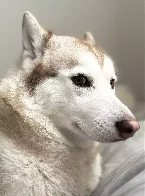 飼い主「今日はシャンプーする？」　シベリアンハスキーの反応に「露骨すぎて笑った」「聞こえないワン」