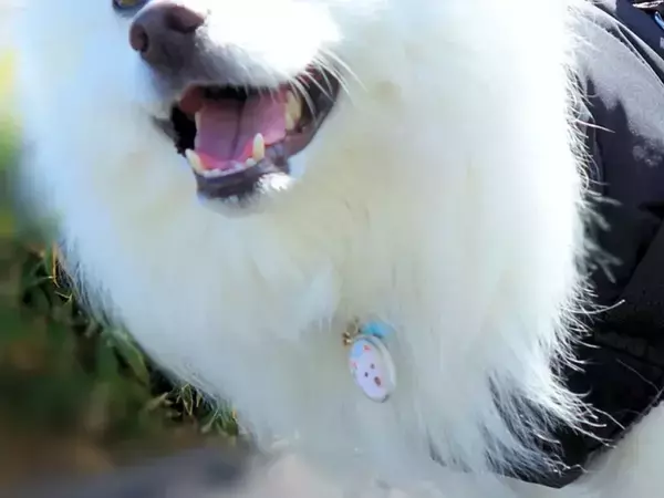 トラックから降りてきた配達員　犬にとった行動が？「こういうの大好き」「検挙不可避だよ」