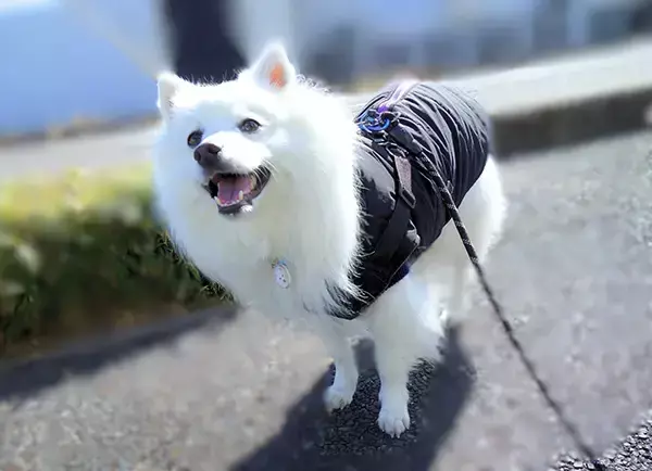 トラックから降りてきた配達員　犬にとった行動が？「こういうの大好き」「検挙不可避だよ」