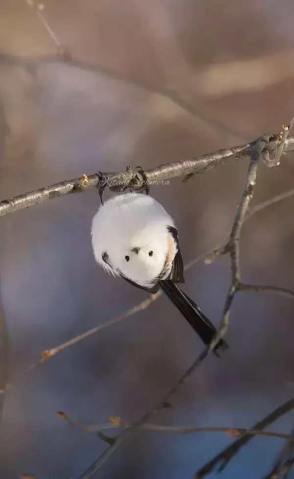 「逆上がりしている？」　シマエナガのポーズに「なかなかレア」「顔が誇らしげ」