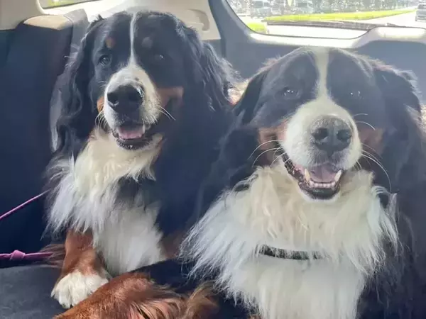 遊びの『行きと帰り』の姿が？　2匹のビフォーアフターに「笑った」「完全に電池切れ」