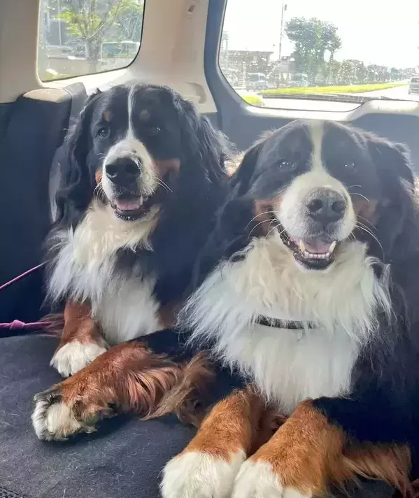 遊びの『行きと帰り』の姿が？　2匹のビフォーアフターに「笑った」「完全に電池切れ」