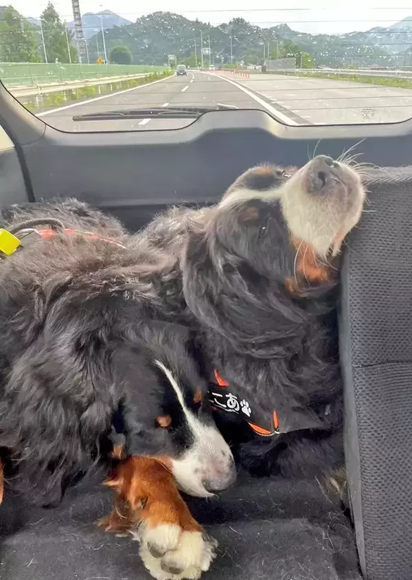 遊びの『行きと帰り』の姿が？　2匹のビフォーアフターに「笑った」「完全に電池切れ」