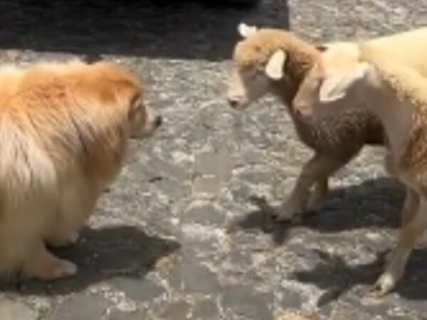 ヒツジ vs ゴールデンレトリバー　目が合った直後？「やっぱりゴールデンはゴールデン」