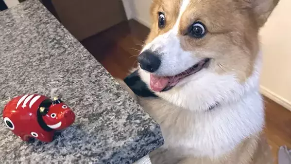 『赤べこ』を初めて見たコーギー　リアクションに「見てるだけで笑う」「この目よ」