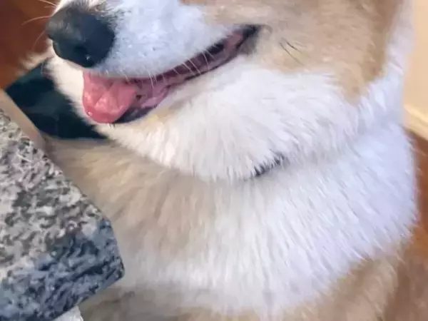 『赤べこ』を初めて見たコーギー　リアクションに「見てるだけで笑う」「この目よ」