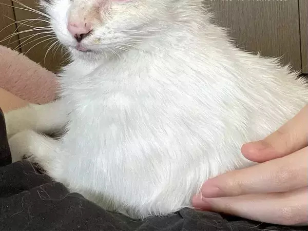 【保護猫】家に来てから10か月後の姿に、ネット驚き！　「顔つきが違う」「まるで別猫」