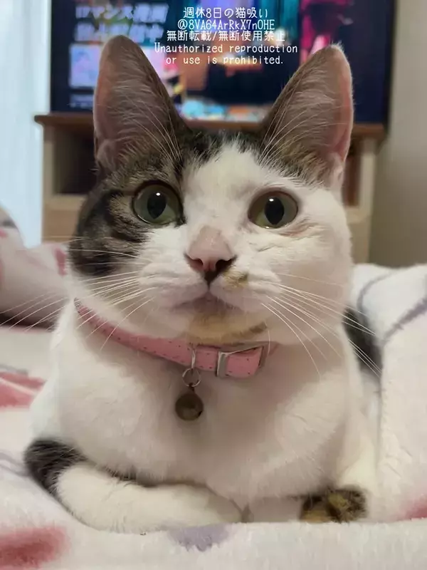 【保護猫】家に来てから10か月後の姿に、ネット驚き！　「顔つきが違う」「まるで別猫」