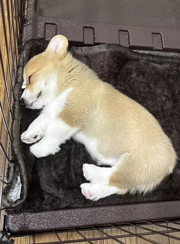 ２年前と現在の『寝姿』を見比べると？　「寝顔は変わらない」「こんなにデカくなるっけ？」