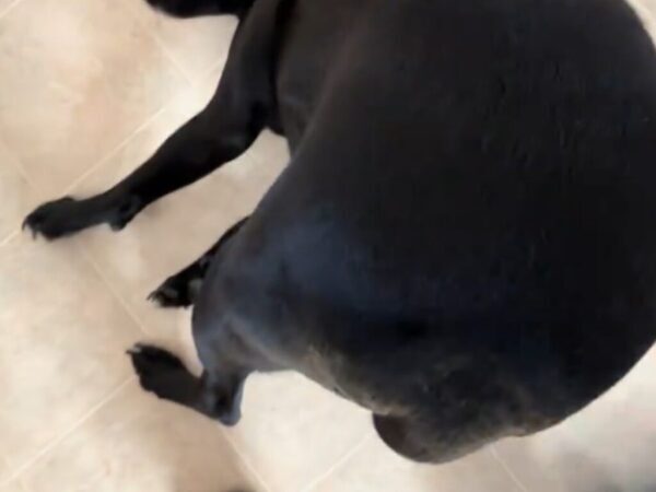 「お願いします！」　なでてもらいたい犬の『ポーズ』が…？「最高に笑える」「変わった子だ」