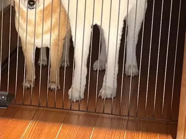 デイサービスを見送る秋田犬と柴犬　日常の１枚に「たまらん」「同じ顔で癒された」