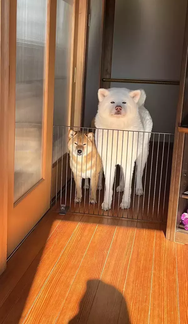 デイサービスを見送る秋田犬と柴犬　日常の１枚に「たまらん」「同じ顔で癒された」