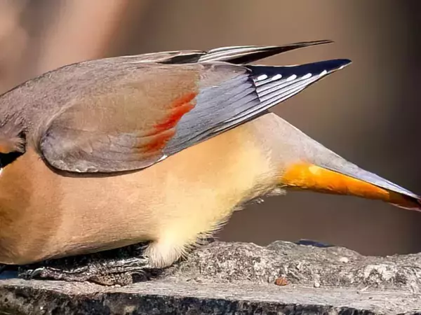 水を飲む野鳥が…？　一瞬を収めた写真に「笑った」「マーライオンみたい」