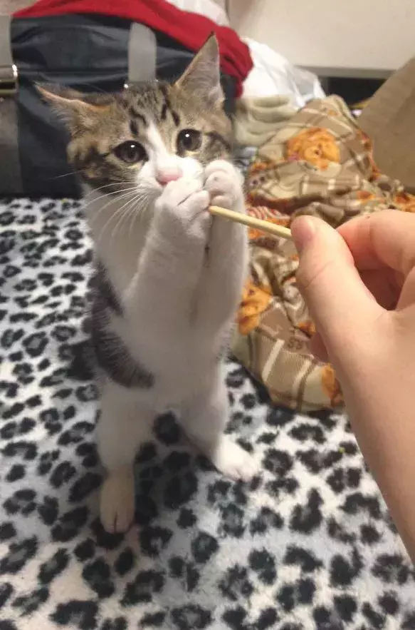 飼い主「大きくなりました」　子猫時代と今、比較すると…「完全にボス猫」「なんという貫禄」