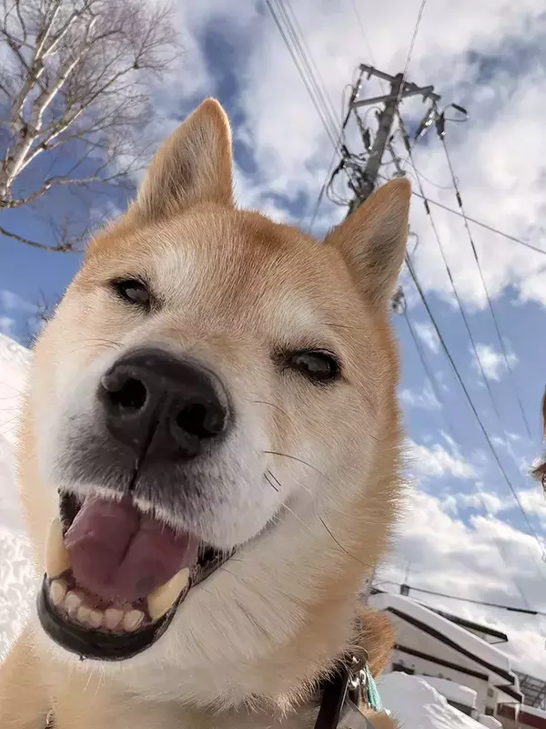 褒められた犬がかわいすぎ！　通りすがりに「いい犬ですね」と言われて…？