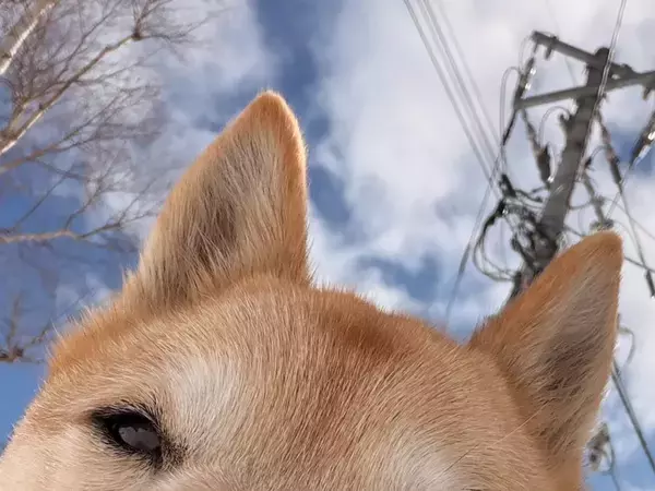 褒められた犬がかわいすぎ！　通りすがりに「いい犬ですね」と言われて…？