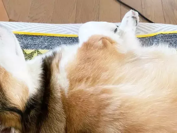 飼い主「はみ出てるやん…」　コーギーをよく見ると？「はい、100点」「五度見くらいした」