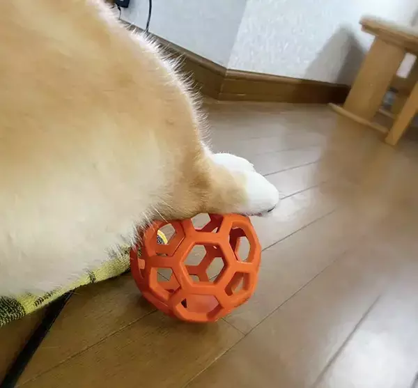 飼い主「はみ出てるやん…」　コーギーをよく見ると？「はい、100点」「五度見くらいした」