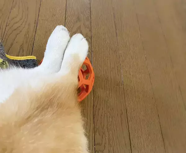 飼い主「はみ出てるやん…」　コーギーをよく見ると？「はい、100点」「五度見くらいした」