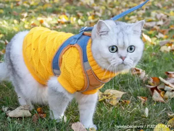 『猫とお出かけ』イベントにネットから批判の嵐　「絶対にやめて」「怖すぎる」の声