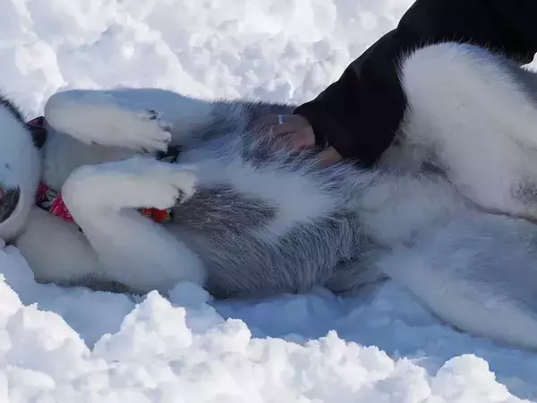 ドッグランに行くのは、走るためだけでなく…？　ハスキーの写真に「かわいすぎる！」