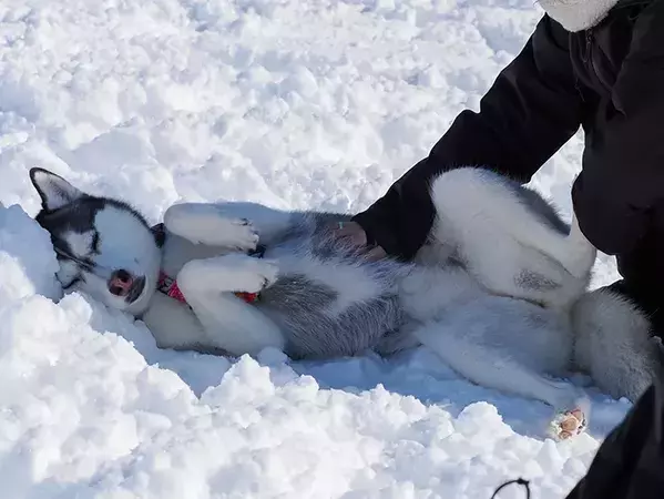 ドッグランに行くのは、走るためだけでなく…？　ハスキーの写真に「かわいすぎる！」