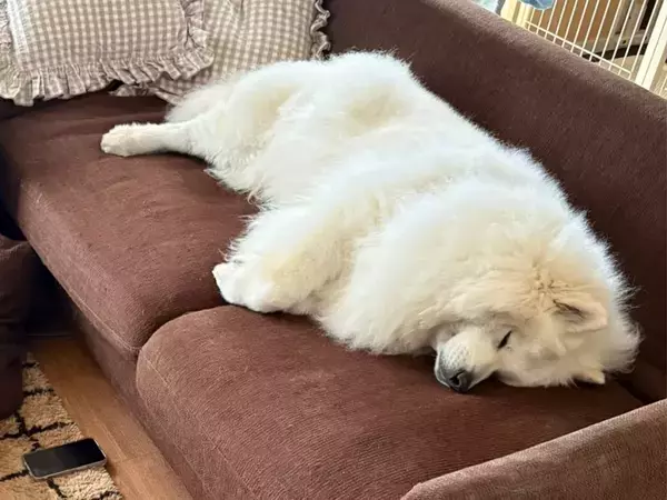 ソファで寝るサモエド　床にいたのは…「笑った」「何も間違っていない」